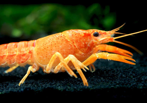 1 Aquatic Arts Female Neon Red Crayfish | Live Freshwater Aquarium Lobster / Crawfish / Crawdad / Real Living Fish Tank