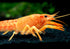 1 Aquatic Arts Female Neon Red Crayfish | Live Freshwater Aquarium Lobster / Crawfish / Crawdad / Real Living Fish Tank