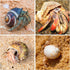 15PCS Natural Hermit Crab Shells, Sea Conch Size 1.6"-3.2", Turbo for Small to Medium Crabs