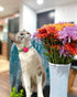 Spring Cat Collar, Floral Kitten Collar Breakaway, Flower Dog Collar for Small Female Dogs