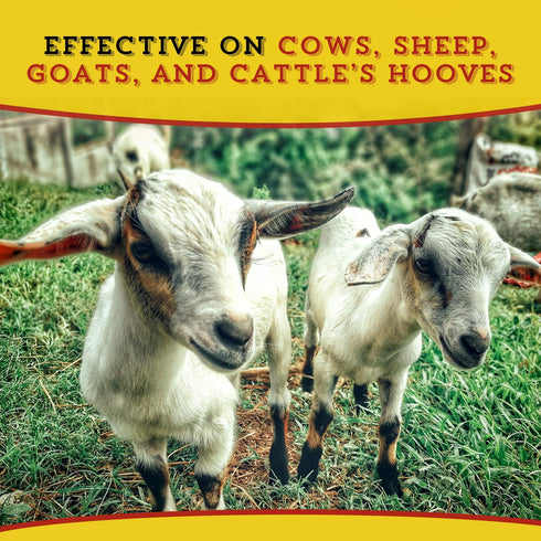 16oz, 1-pack Dr. Naylor Hoof 'N Heal, Hoof Rot Foot Rot Wound Care, Sheep Goat Cow Horse