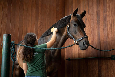 Elegant Bamboo Horse Mane and Tail Brush - Grooming Supplies