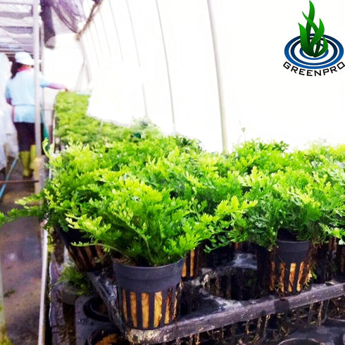 Bolbitis 2-Inch Difformis Baby Leaf Fern - Live Aquarium Plant in Pot
