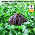 2 PCS Hermit Crab Climbing Toys, 10 x 10 Inch Faux Grass Mat for Aquarium Plants and Small Animals