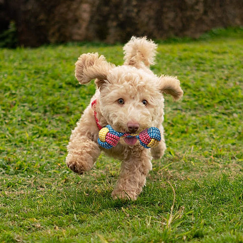 Toozey 7 Pack Small Dog Toys - Puppy Teething Toys - Durable Ropes and Cute Calf Squeaky Dog Toys