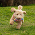 Toozey 7 Pack Small Dog Toys - Puppy Teething Toys - Durable Ropes and Cute Calf Squeaky Dog Toys
