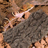 Mipcase Reptile Bark Hideout Decor - Cork Bark Climbing Mat for Terrarium and Reptiles