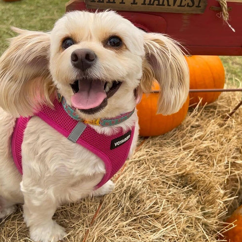 Best Pet Supplies Voyager Step-in Air Dog Harness - Reflective, No Pull for Small, Medium Dogs, Cats - Fuchsia, M