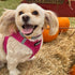 Voyager Step-In Air Dog Harness - All Weather Mesh, Reflective No Pull Harness for Small, Medium Dogs, Cats, Fuchsia,