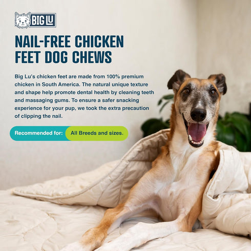 Big Lu – Nail-Free Chicken Feet Dog Chews - 100% Organic, Long Lasting, Rich in Glucosamine (60 Chews)