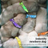 GAMUDA 12Pcs Reflective Puppy Collars, Soft Nylon Whelping Identification Collars, Glow in The Dark, Adjustable Buckle,