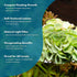 SubstrateSource Salvina Cucullata Fern Floating Live Aquarium Plant - Natural Freshwater Fish Tank Decorations