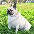 Metal Buckle Dog Collar, Durable Adjustable Soft Collar for Small Medium Large Dogs (L (15-23in), Flower2)