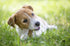 Chewy Natural Himalayan Goodness Dog Chew, 2 oz Travel Size