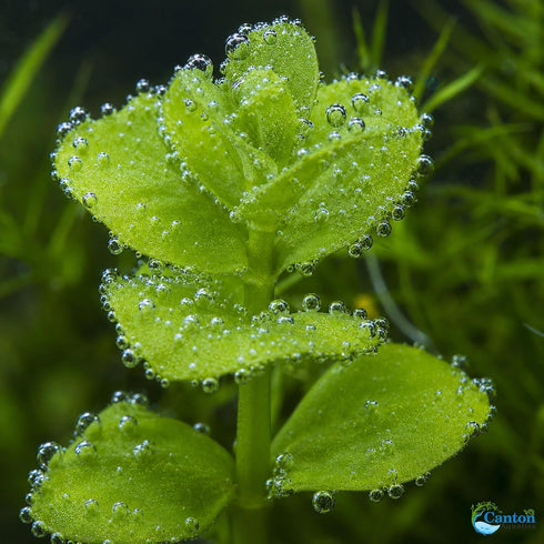 2-Inch Bacopa Monnieri Freshwater Aquarium Plant in Pot