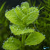 2-Inch Bacopa Monnieri Freshwater Aquarium Plant in Pot