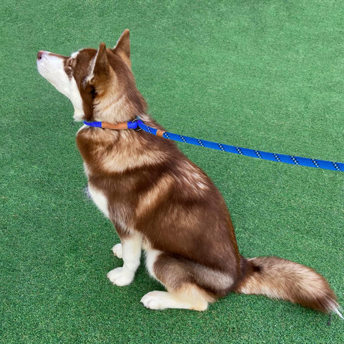5 FT Slip Lead Dog Leash, Heavy Duty Rope for Small Medium Large Dogs, No Pull Training Lead with Reflective Thread,