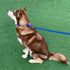 5 FT Slip Lead Dog Leash, Heavy Duty Rope for Small Medium Large Dogs, No Pull Training Lead with Reflective Thread,