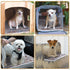 4 Pack Ultra Soft Dog Cat Bed Mat with Cute Prints, Cozy Washable Thickened Pet Bed Mat for Small Animals