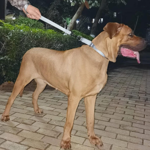 Large Dog Short Leash: Nylon Belting with Soft Padded Handle Lead (18 Inches, Ultimate Grey)