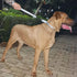 Large Dog Short Leash: Nylon Belting with Soft Padded Handle Lead (18 Inches, Ultimate Grey)
