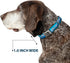 Dog Collar Seatbelt Buckle, 1.5" Wide, Fits 18-32" Neck, Large
