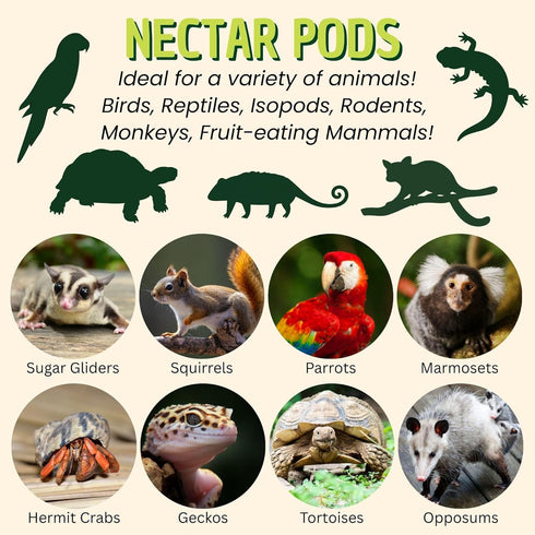 Marmosets, Nectar Pods (Pineapple) - Calcium-Fortified Jelly Fruit Treat - Sugar Gliders, Squirrels, Parrots