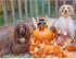 Turkey Dog Collar with Flower - Lionheart Glory Thanksgiving Pet Collar for Small Dogs