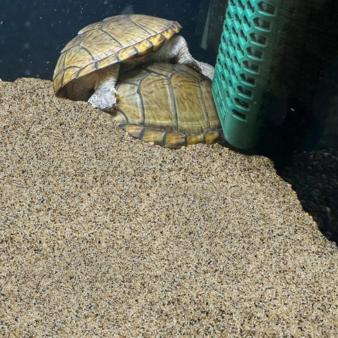 5 lbs Aquarium Sand, 0.6-1.2 mm Substrate for Freshwater Fish Tank, Decorative Gravel for Plants, Fire Pits, Crafts