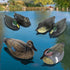 Realistic Mallard Duck Models as Decoys and Ornaments Loved by Hunting Enthusiasts