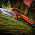 MTECH USA MT-A1005OR Spring Assist Folding Knife, Mirror Polished Blade, Orange & Black Butterfly Handle, 7.5" Overall by MTECH USA