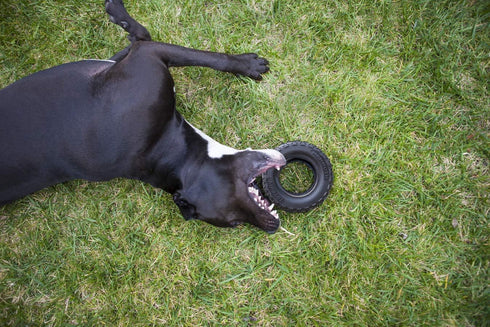 Mammoth TireBiterII Natural Rubber Dog Toys - Extreme Chewers, Interactive Play for Large Dogs (X-Large 7”)