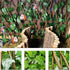 15.75 Reptile Hermit Crab Climbing Toys in Sweet Potato Leaves Expandable Retractable Plastic Simulation Trellis Hedge
