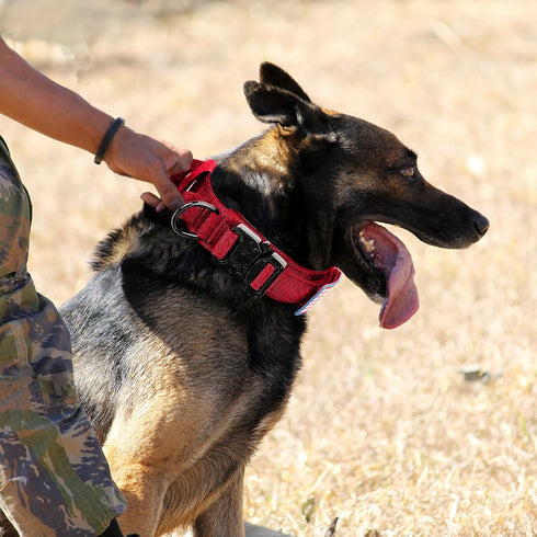 Tactical Dog Collar, Military Adjustable Nylon Dog Collar with Heavy Duty Metal Buckle and Handle for Training (Red, M)