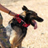 Tactical Dog Collar, Military Adjustable Nylon Dog Collar with Heavy Duty Metal Buckle and Handle for Training (Red, M)