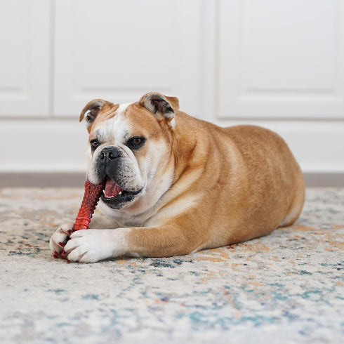 Nylabone Textured Bone Power Chew Toy for Dogs - Durable & Tough for Aggressive Chewers, Beef Jerky Flavor, X-Large