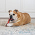 Nylabone Textured Bone Power Chew Toy for Dogs - Durable & Tough for Aggressive Chewers, Beef Jerky Flavor, X-Large