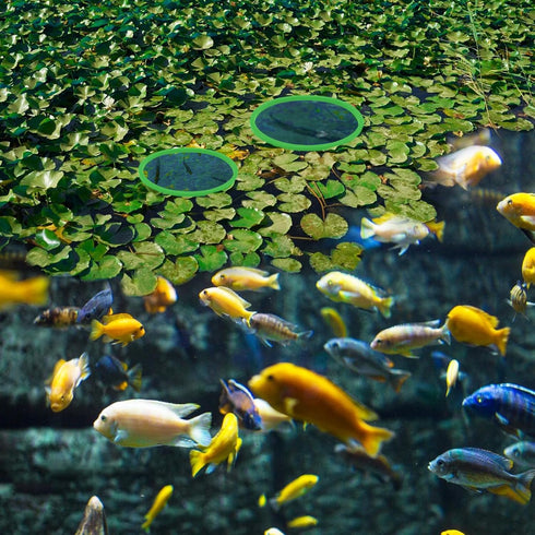 5pcs Aquarium Floating Plant Rings, Foam Fish Feeding Ring for Intercepts Floating Plants (Green)