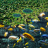 5pcs Aquarium Floating Plant Rings, Foam Fish Feeding Ring for Intercepts Floating Plants (Green)
