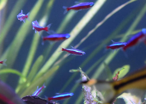 Seachem Stability 250ml for Freshwater and Marine Aquariums