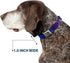 Buckle-Down Seatbelt Buckle Dog Collar - Galaxy Blues/Purples, 1" Wide, Fits 9-15" Neck