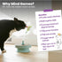 2-in-1 Catstages Spring Cat Toy & Scratcher Combines Play and Self Grooming Nail Care for Indoor Cats, Ball Track