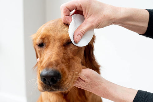 Pet Wiz Aloe Vera Eye Wipes for Cleaning Dogs & Cats, Extra Large