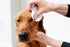 Pet Wiz Aloe Vera Eye Wipes for Cleaning Dogs & Cats, Extra Large