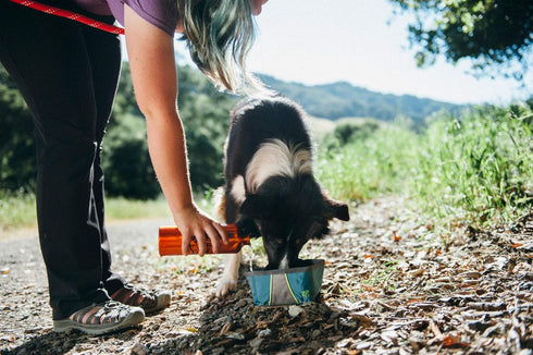ZippyPaws Adventure Dog Bowl - Graphite Color