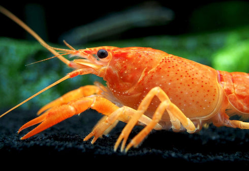 1 Aquatic Arts Female Neon Red Crayfish | Live Freshwater Aquarium Lobster / Crawfish / Crawdad / Real Living Fish Tank
