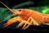 1 Aquatic Arts Female Neon Red Crayfish | Live Freshwater Aquarium Lobster / Crawfish / Crawdad / Real Living Fish Tank
