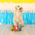 Fringe Studio Plush Dog Toy Set, Small 3 Piece Set, Little Taste of Glory, Pet Shop Collection (662043)