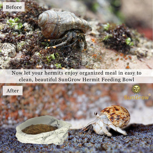 SunGrow Small Hermit Crab Feeding Bowl, Durable Multifunctional Decor for Turtle, Gecko, Ball Python