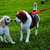 Funny Dog Leash Sleeve - Stay Back Please Maintain 6 Ft Leash Wrap with Hanging ID Patch
